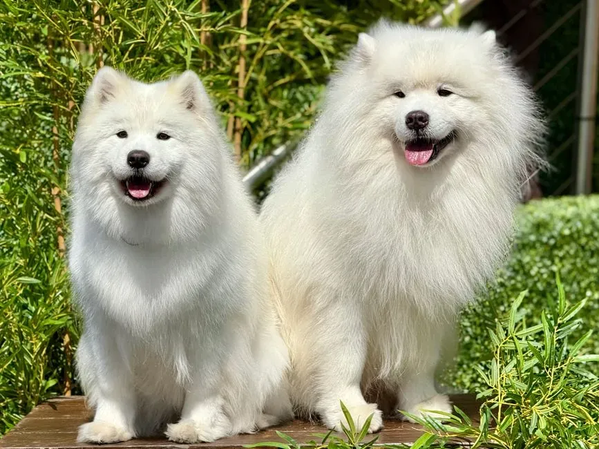 #4 – Samoyed (Image Credits: Pexels)
