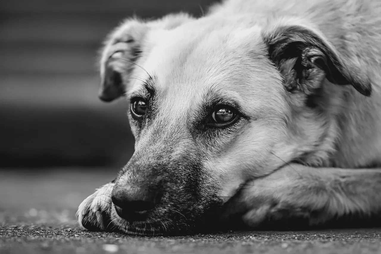 #4 - They Start Ignoring You (in the Best Possible Way) (Image Credits: Pixabay)