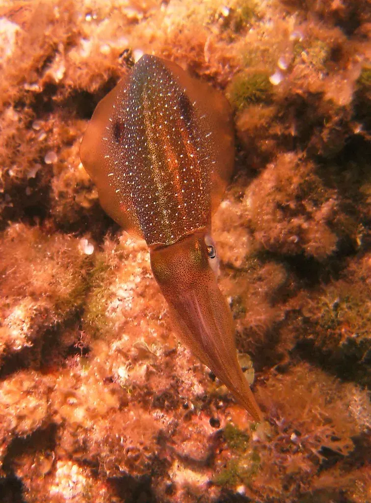 8. The Squid: The Living Light Show (Image Credits: Flickr)