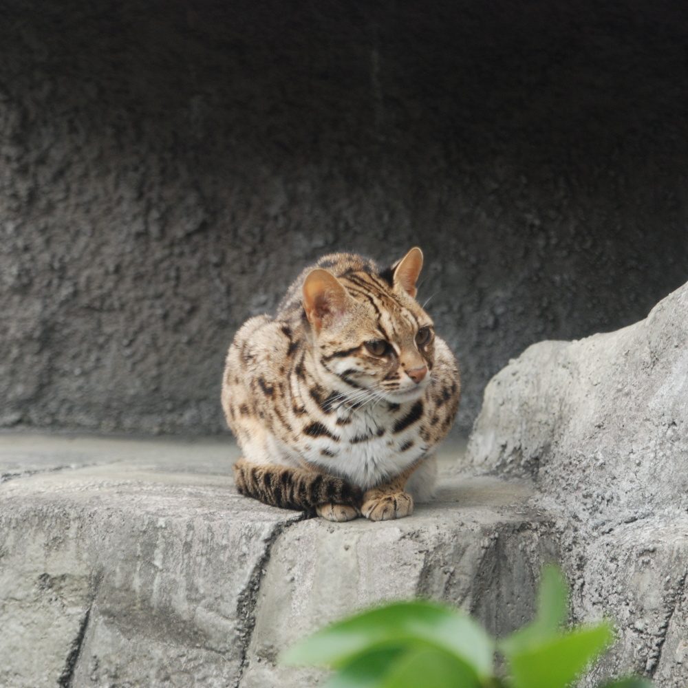 Bengal Cat (Image Credits: Wikimedia)