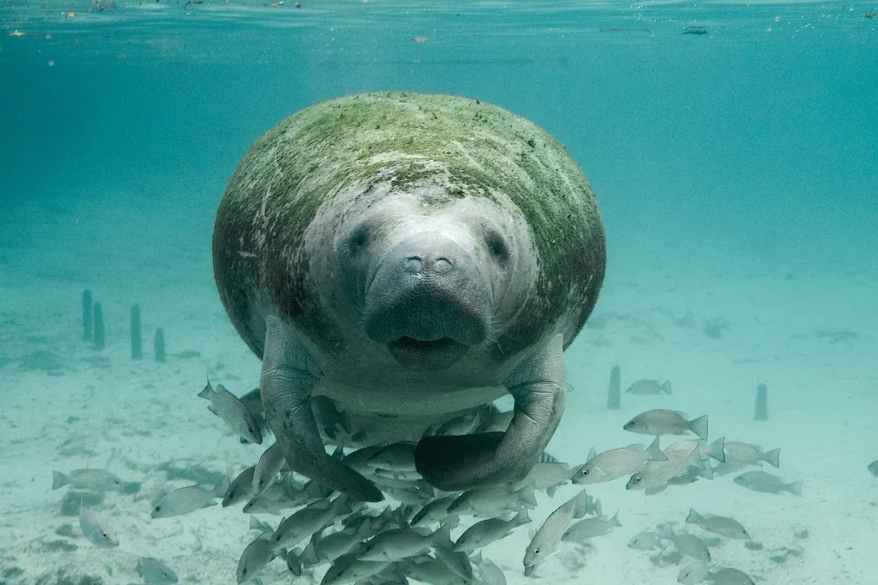 The West Indian Manatee: Sea Cow of the Springs (Image Credits: Pixabay)