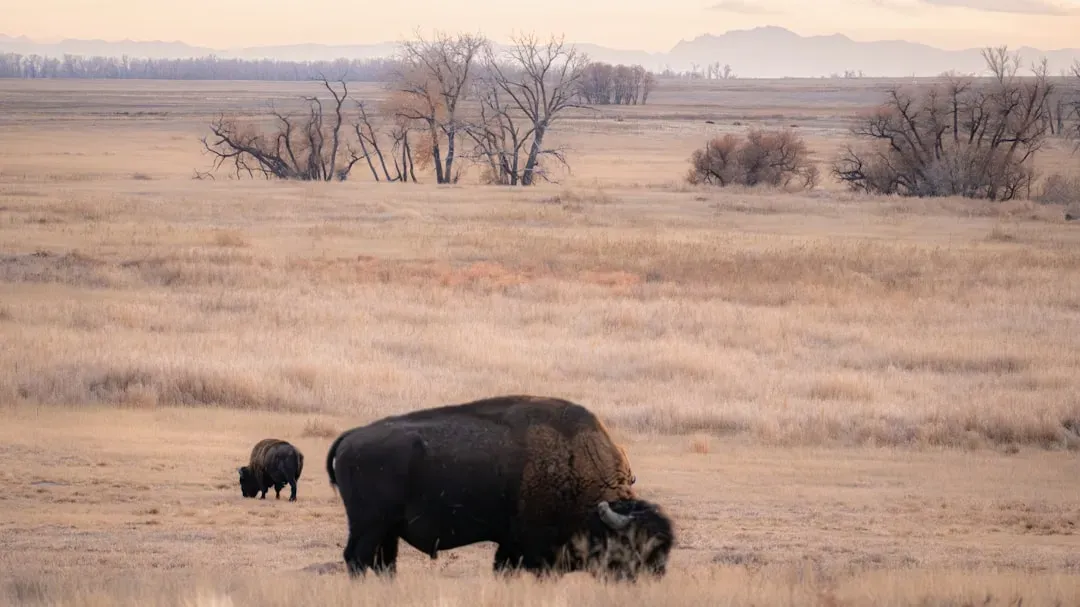 A Kingdom Without Borders: The Bison's Original World (Image Credits: Unsplash)