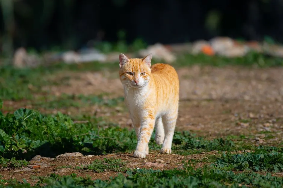 #17 - Letting Cats Roam All Day, Every Day (Image Credits: Pexels)