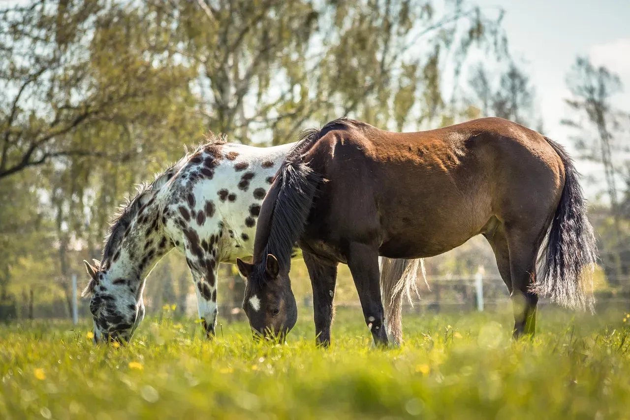 Appaloosa: Personality Plus (Image Credits: Pixabay)