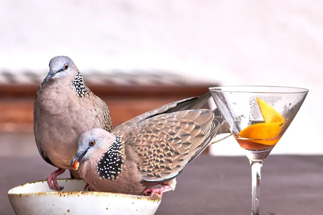 They Get Drunk on Purpose (Image Credits: Unsplash)