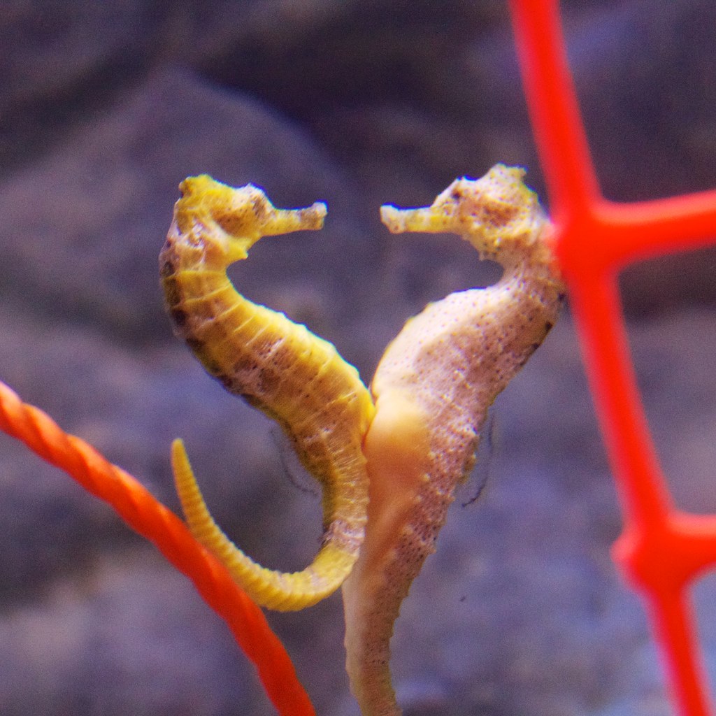 Seahorses: Unique Partners in Marine Devotion (Image Credits: Flickr)