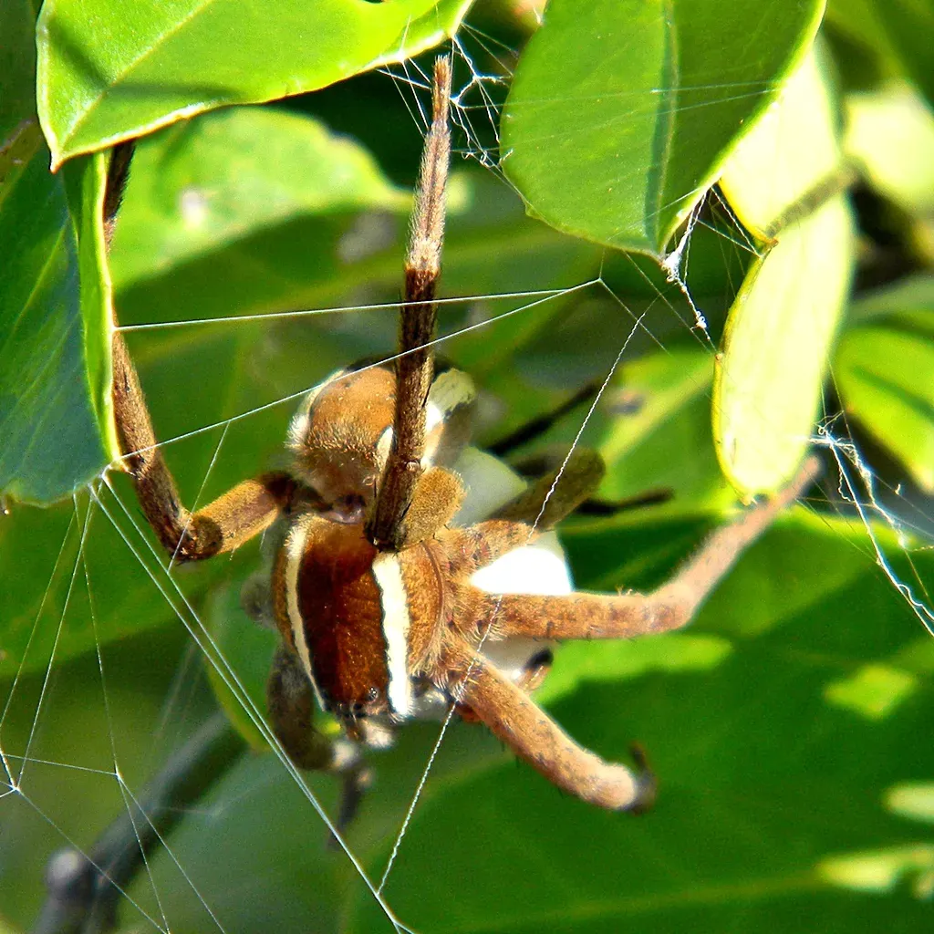 12. The Nursery Web Spider: The Gift That's Often a Lie (Flickr: Spider Mom!, CC BY-SA 2.0)