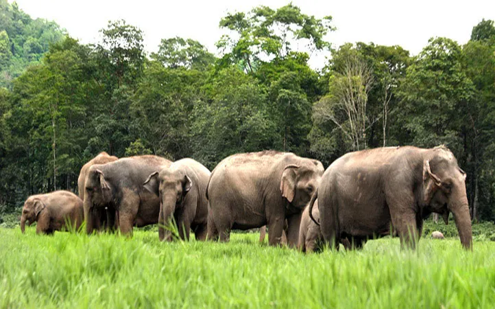 What distress looks like in an elephant herd (By Elemanxx, CC BY-SA 3.0)