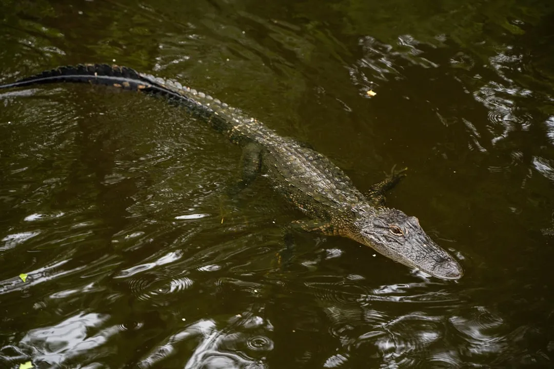 #1 Louisiana – The Undisputed Alligator Capital (Image Credits: Unsplash)
