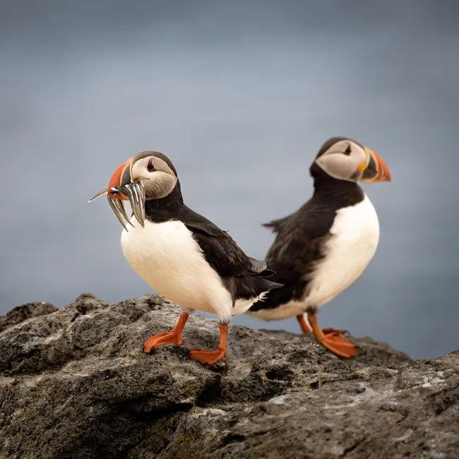 5. Puffins Are Long-Lived Birds (Image Credits: Pexels)