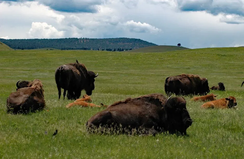 Bison, Climate Resilience, and the Future of the Plains (Image Credits: Pexels)