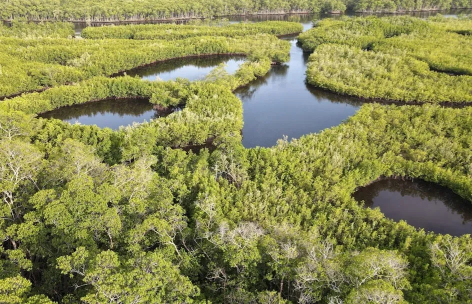 Seagrass, Mangroves, and Wetlands: Quiet Heroes of Ocean Recovery (Image Credits: Unsplash)