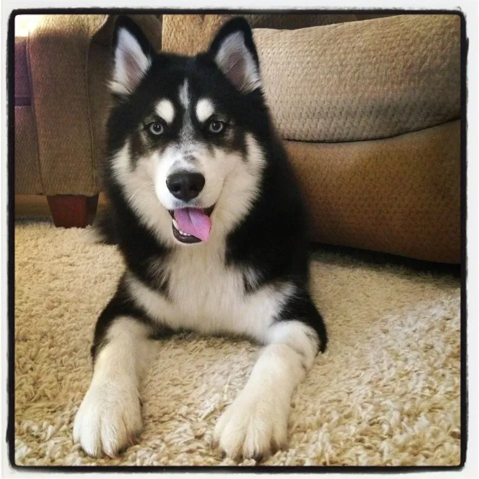 #3. Siberian Husky (melanie lauren ☮, Flickr, CC BY-SA 2.0)