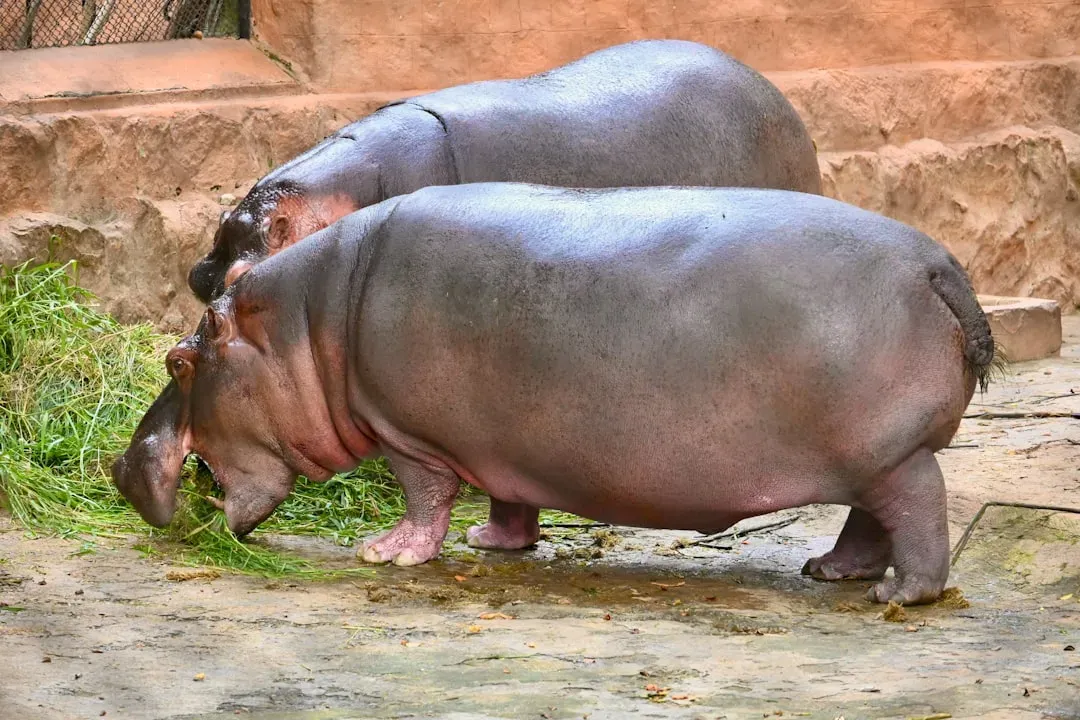 Owen the Hippo and Mzee the Tortoise (Image Credits: Unsplash)
