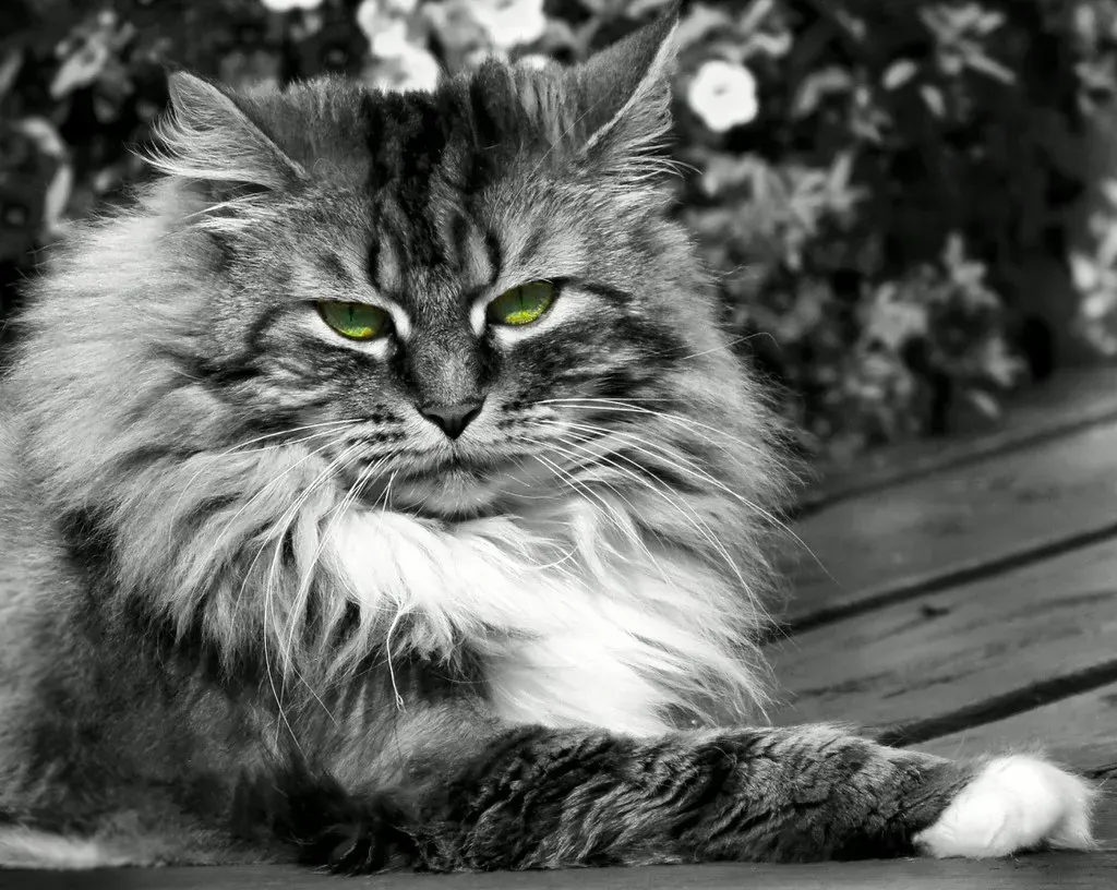 It Might Just Be Their Personality (Chris Sorge, Flickr, CC BY-SA 2.0)