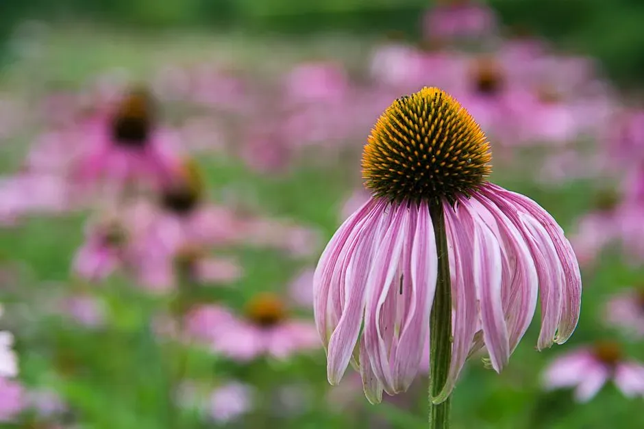 7. Coneflowers (Echinacea): Tough Prairie Natives with Some Limits (Image Credits: Pexels)