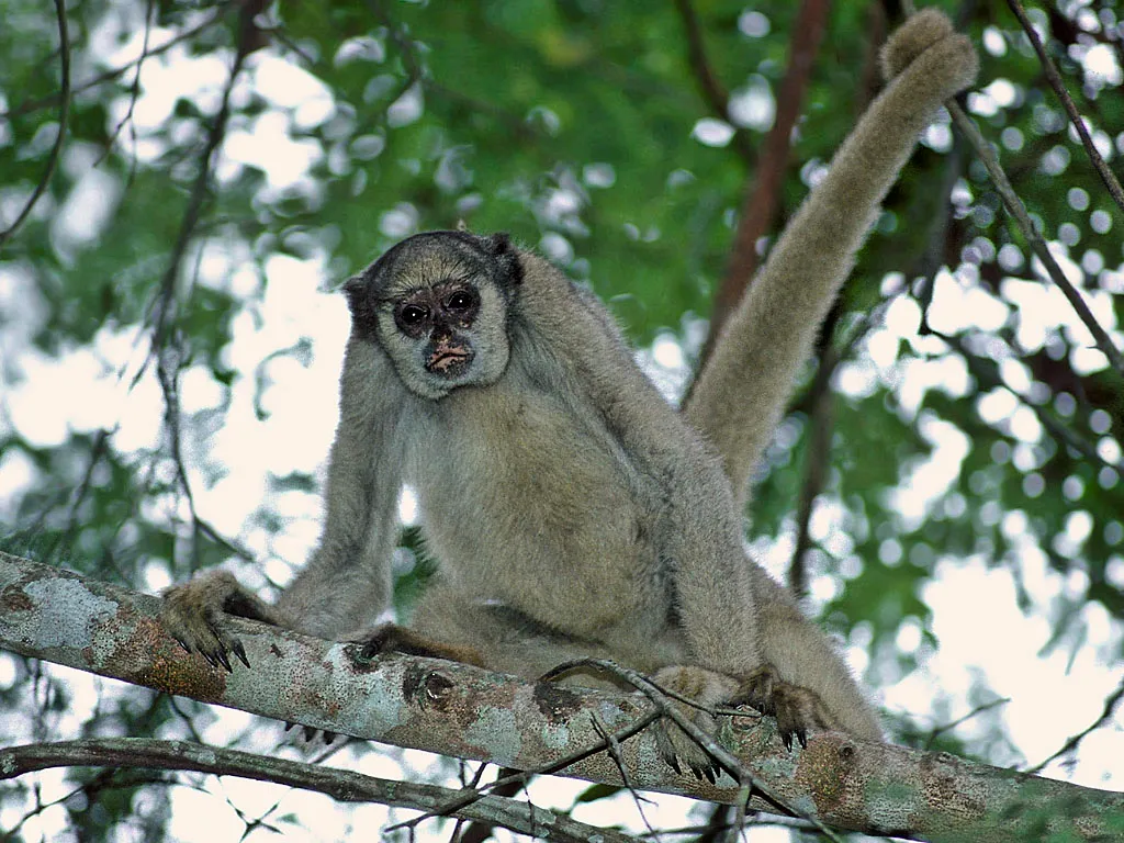 Woolly Spider Monkeys and Fertility Plants (originally posted to Flickr as Muriqui, Brachyteles arachnoides, CC BY-SA 2.0)