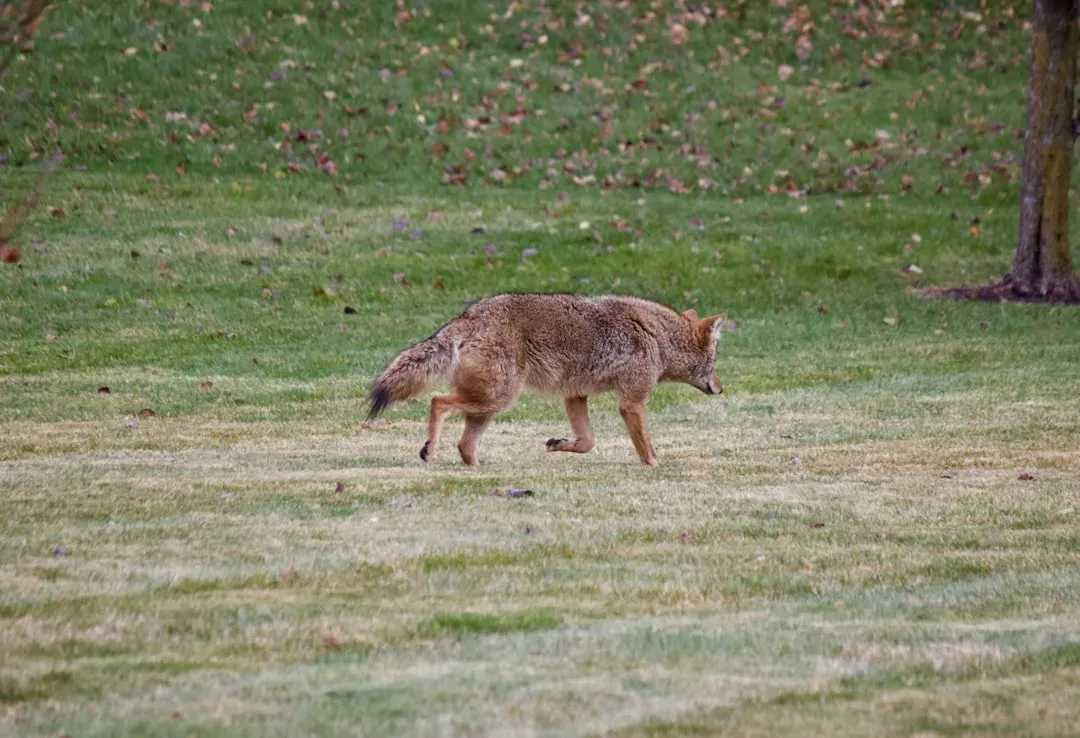#6: They Intensify Scent Marking (Image Credits: Unsplash)