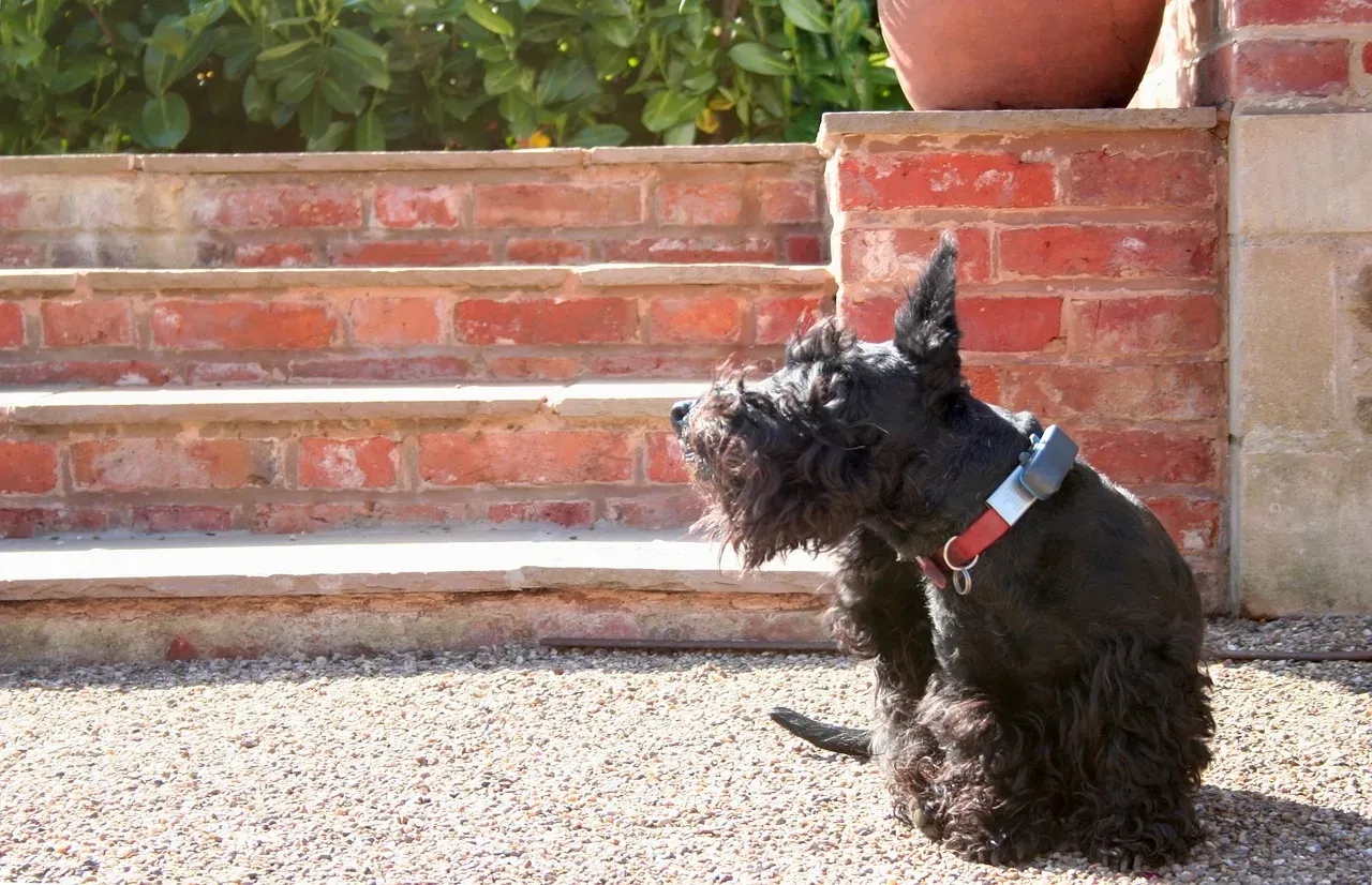 8. Scottish Terrier (Image Credits: Pixabay)