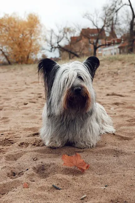 13. The Skye Terrier - Scotland's Long-Forgotten Legend (Image Credits: Pexels)