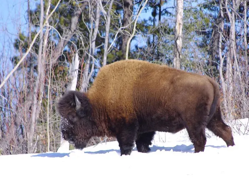 Big Mammal Rebounds: Bison, Bears, and the Power of Protection (Image Credits: Flickr)