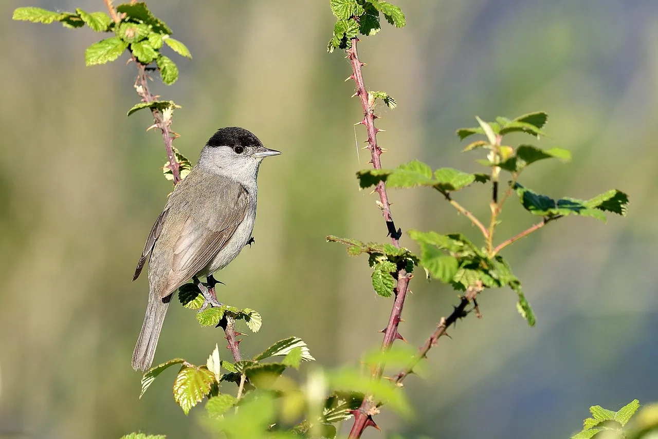 #12 - Create One Dense, Thorny Refuge Zone (Image Credits: Pixabay)