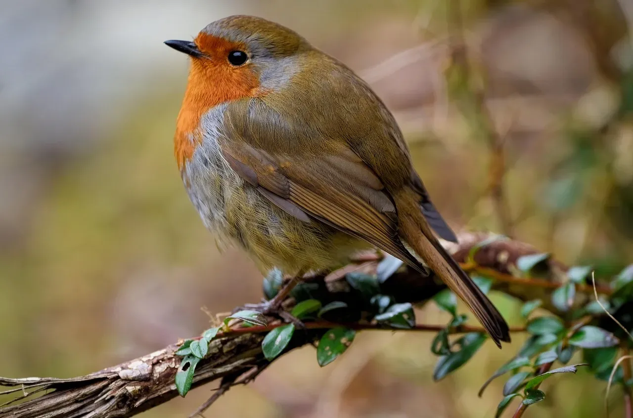 The Charming Robin Redbreast (Image Credits: Pixabay)