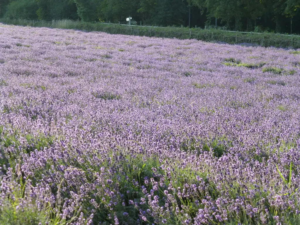 #23 - Lavender: The Classic That Still Surprises in Tough Spots (osde8info, Flickr, CC BY-SA 2.0)