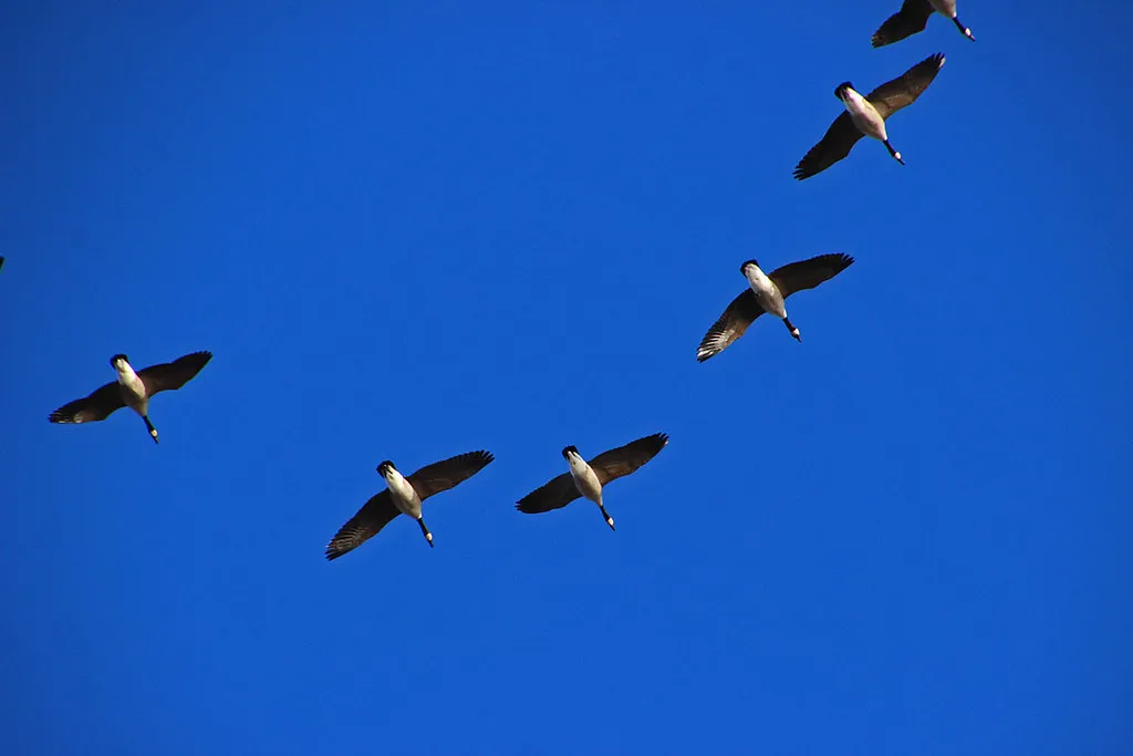 Responding to Potential Threats or Disturbances (scott1346, Flickr, CC BY 2.0)