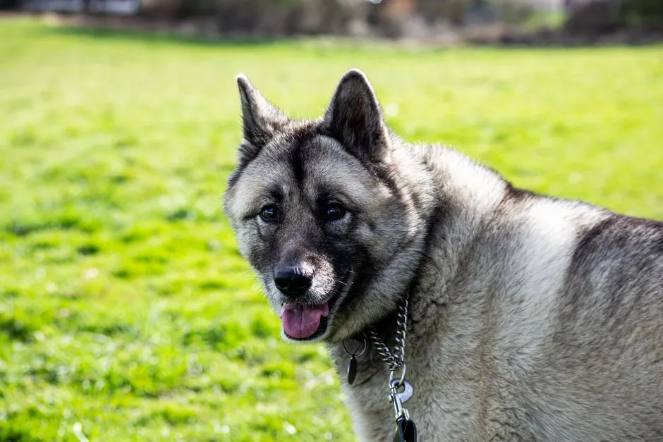 27. Norwegian Elkhound: Designed for Frosty Forests (Image Credits: Pexels)
