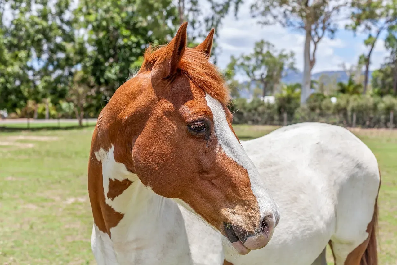 American Paint Horse: Loyal and Visually Stunning (Image Credits: Pixabay)