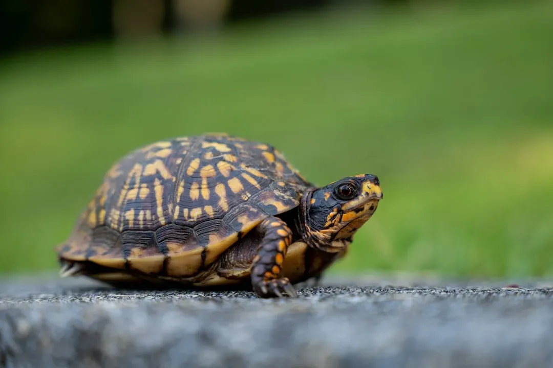 5. Eastern Box Turtle (Image Credits: Unsplash)