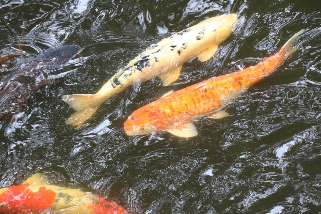 The Lion: Leo and the Salmon's Leadership (Image Credits: Unsplash)