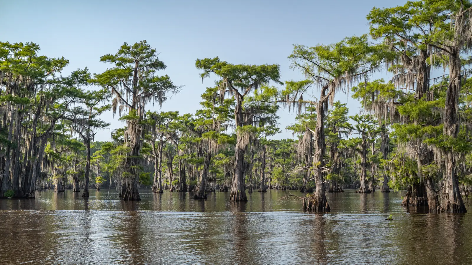 #15 - Caddo Lake, Texas: The Haunted Swamp Straight Out of a Movie (By Alexander Hatley, CC BY 2.0)