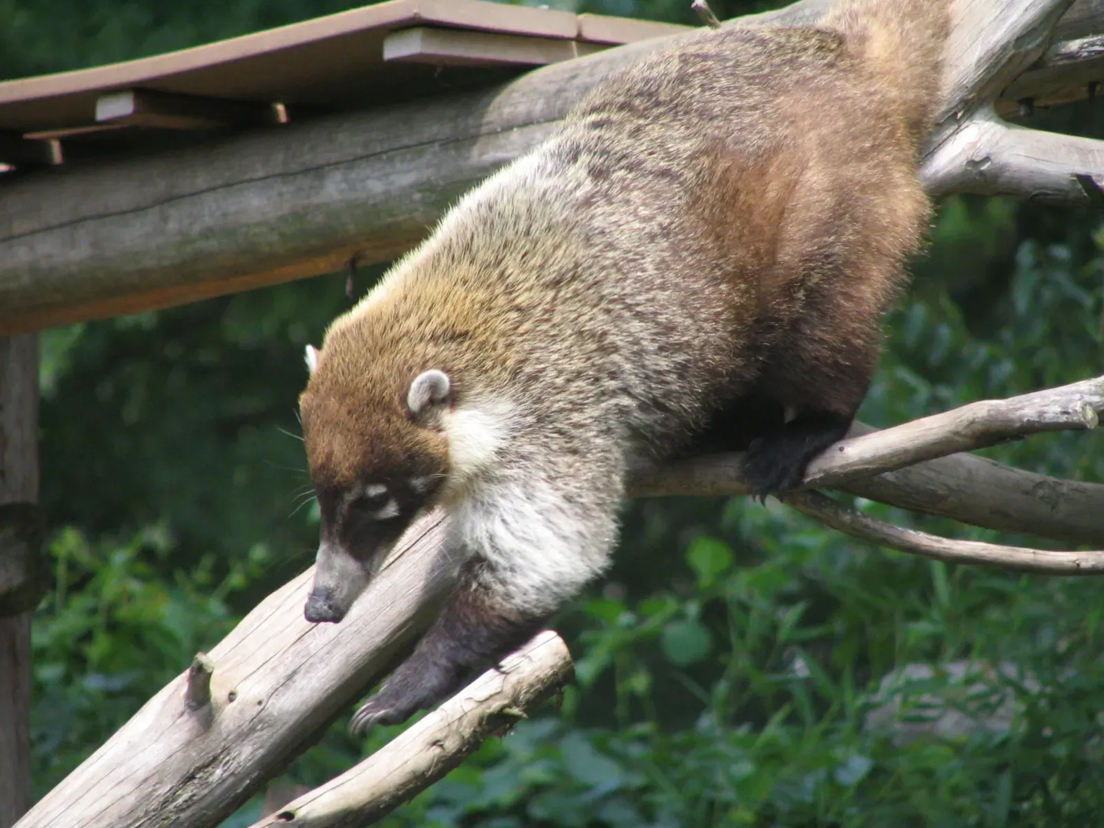 They're Master Tree Climbers Who Can Descend Headfirst (Image Credits: Wikimedia)