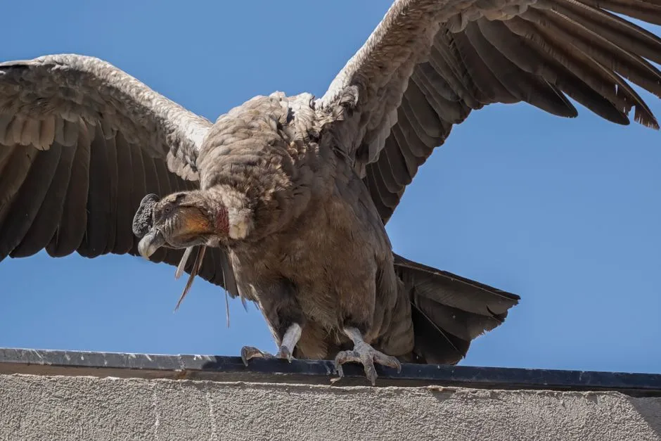 #1 The rooftop is basically a cliff to a vulture (Image Credits: Pexels)