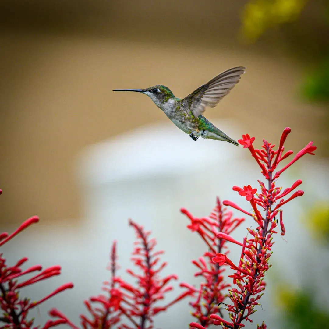 Your Garden Lacks the Right Flowers (Image Credits: Unsplash)