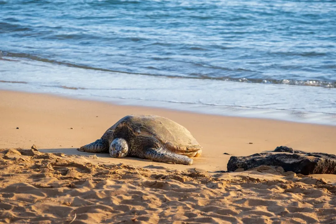 Sea Turtles: A Gender Crisis Brewing in the Sand (Image Credits: Unsplash)