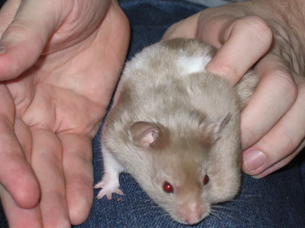 #3: They Stuff Their Cheek Pouches With Enthusiasm (DDohler, Flickr, CC BY 2.0)