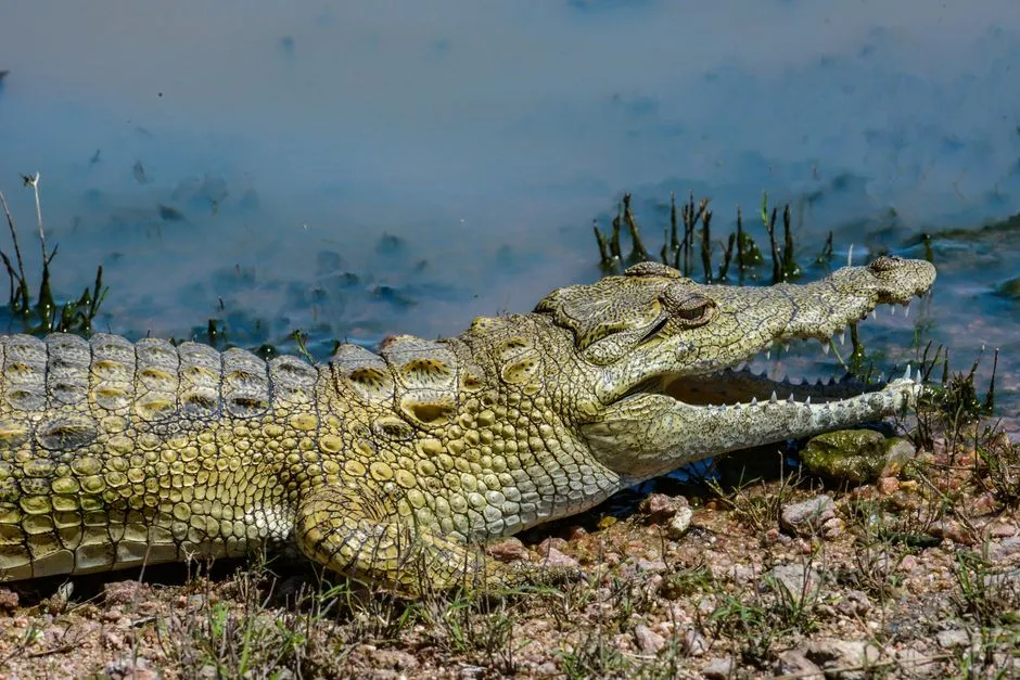 #14 &ndash; The Crocodile That Surfaces Only for One Handler (Image Credits: Pexels)