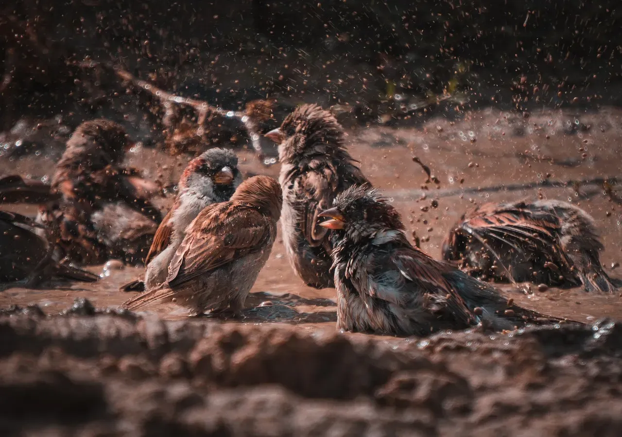 #6. Dust Bathing Is a Serious Hygiene Ritual (Image Credits: Pixabay)