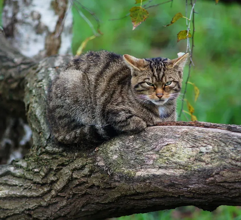 Conclusion: Every Sighting Is a Second Chance (Image Credits: Flickr)