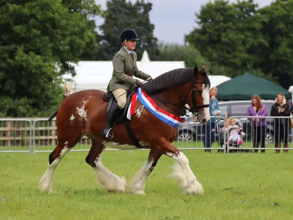 #11 - Show Ring Etiquette from Day One (Image Credits: Flickr)