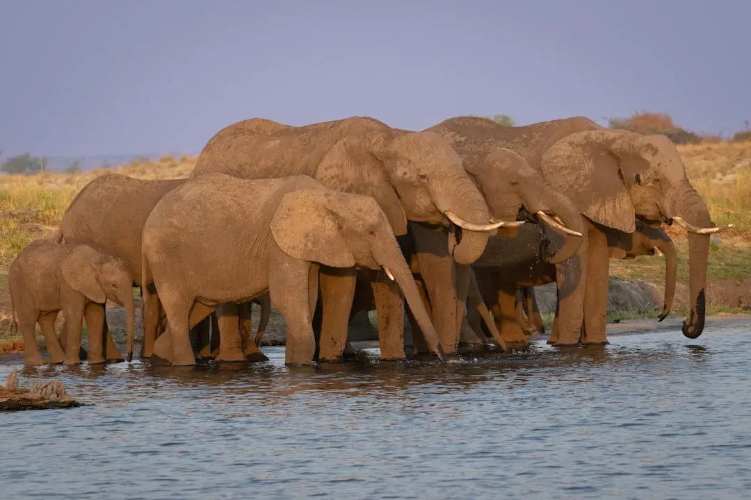 9. Elephant Mothers: The Matriarch's Heavy Load (Image Credits: Unsplash)