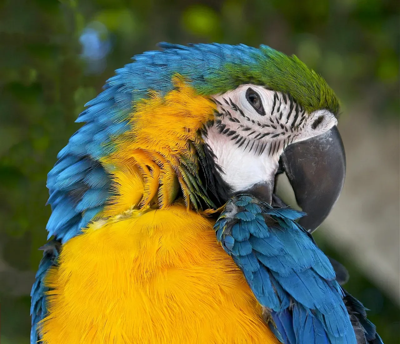 2. Macaws: Emotional Intelligence Meets Raw Brainpower (Image Credits: Pixabay)