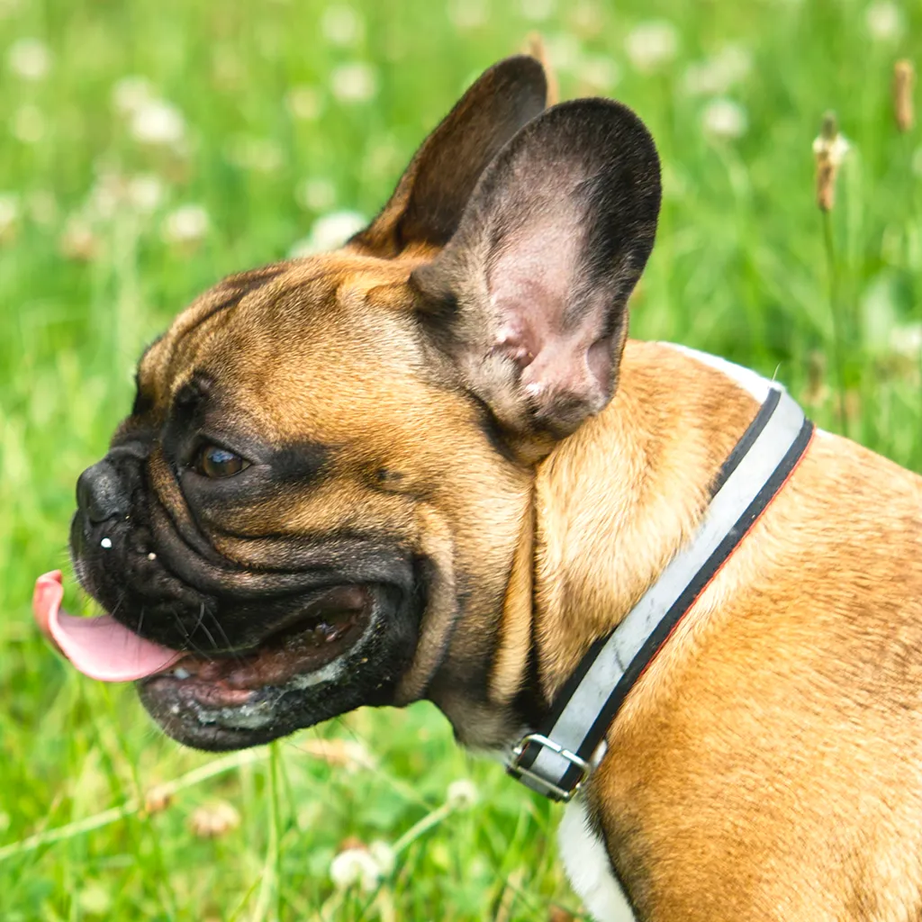 What You Should Never Do When Cooling A Dog (Flickr: SDIM5836, CC BY 2.0)