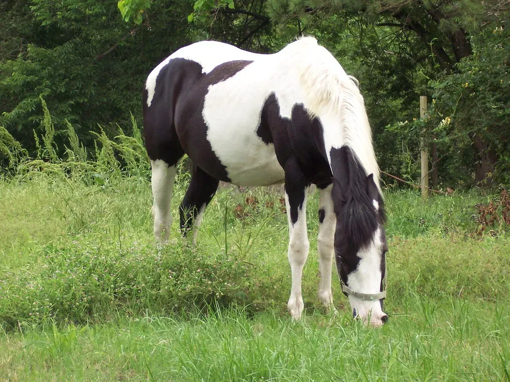 Libra and the American Paint Horse (Image Credits: Flickr)