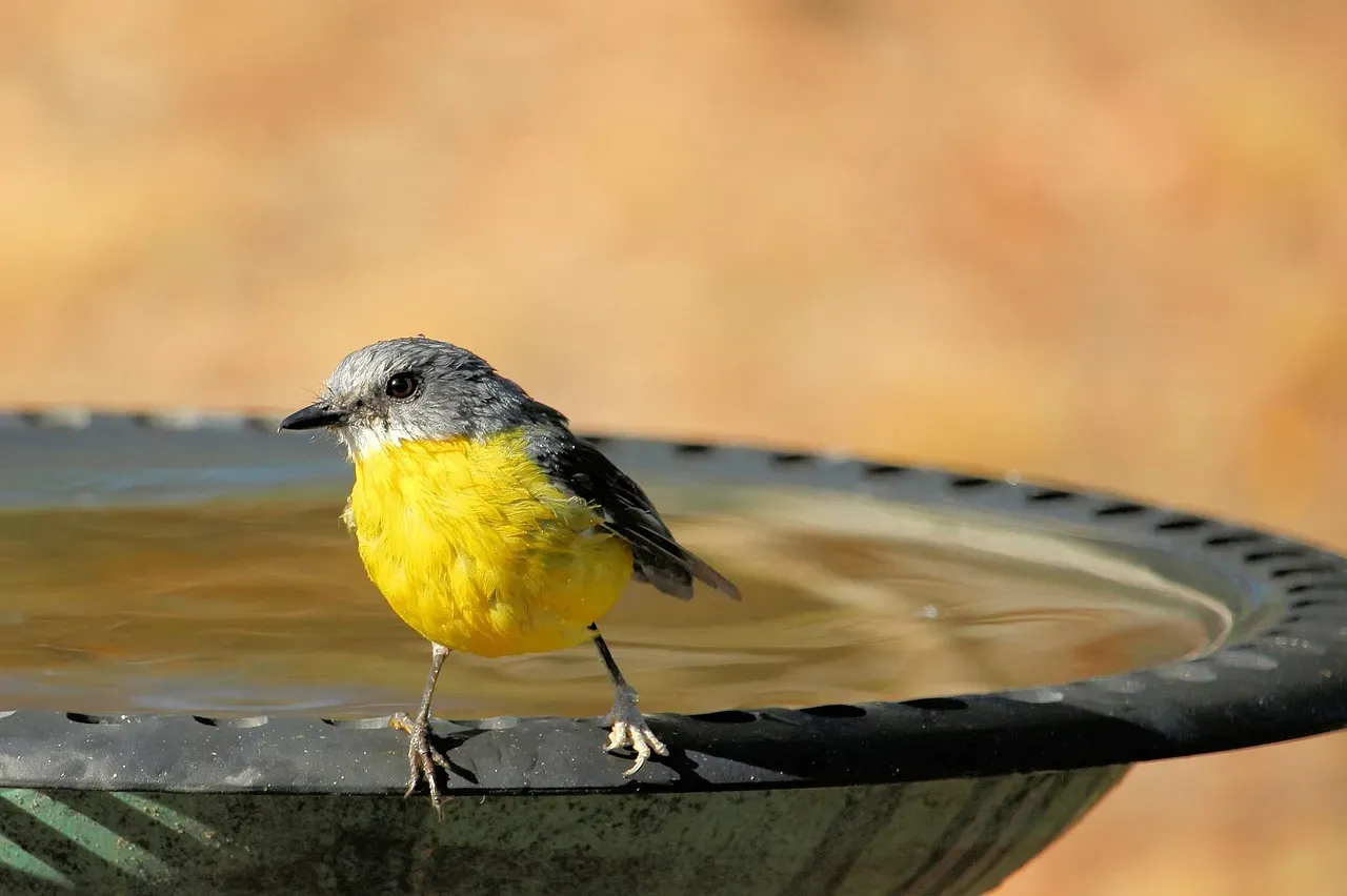 2. Provide a Reliable Water Source Year-Round (Image Credits: Pixabay)