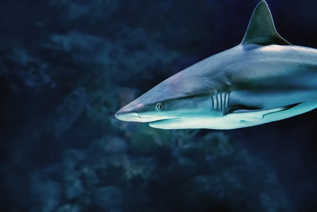 3. Bull Shark - The Ocean's Most Unpredictable Visitor (Image Credits: Unsplash)