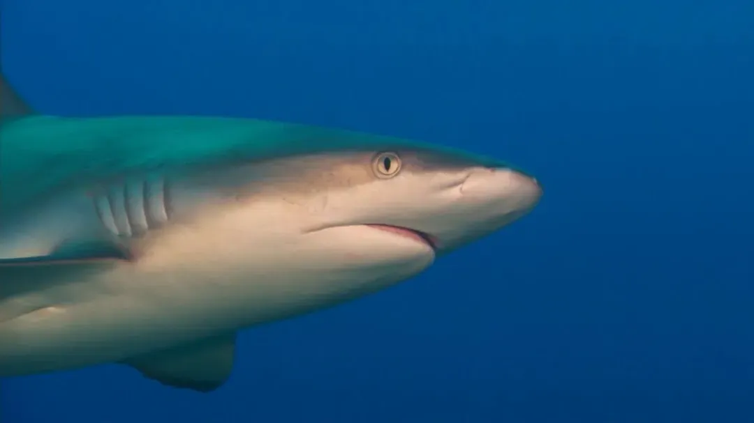 Sharks Sense Electricity Through Microscopic Gel-Filled Pores (Image Credits: Unsplash)